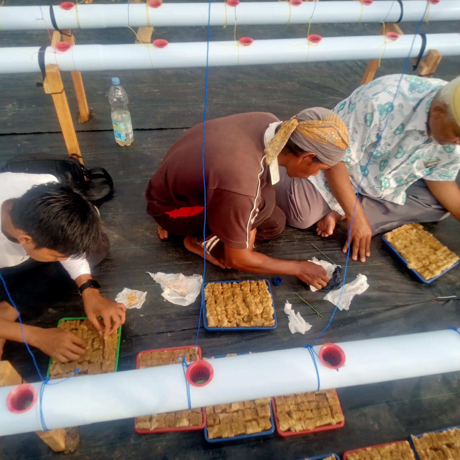 Gerakan Paku Bumi mulai diimplementasikan budidaya Melon Premium